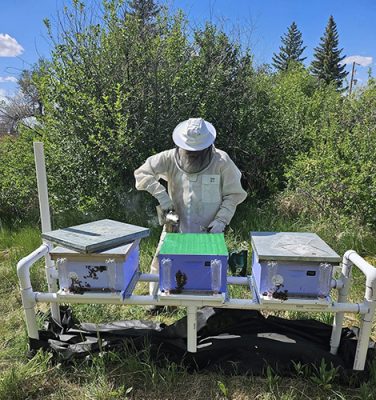 Michael Jordan in a bee suit working hives at a beeyard in Laramie County